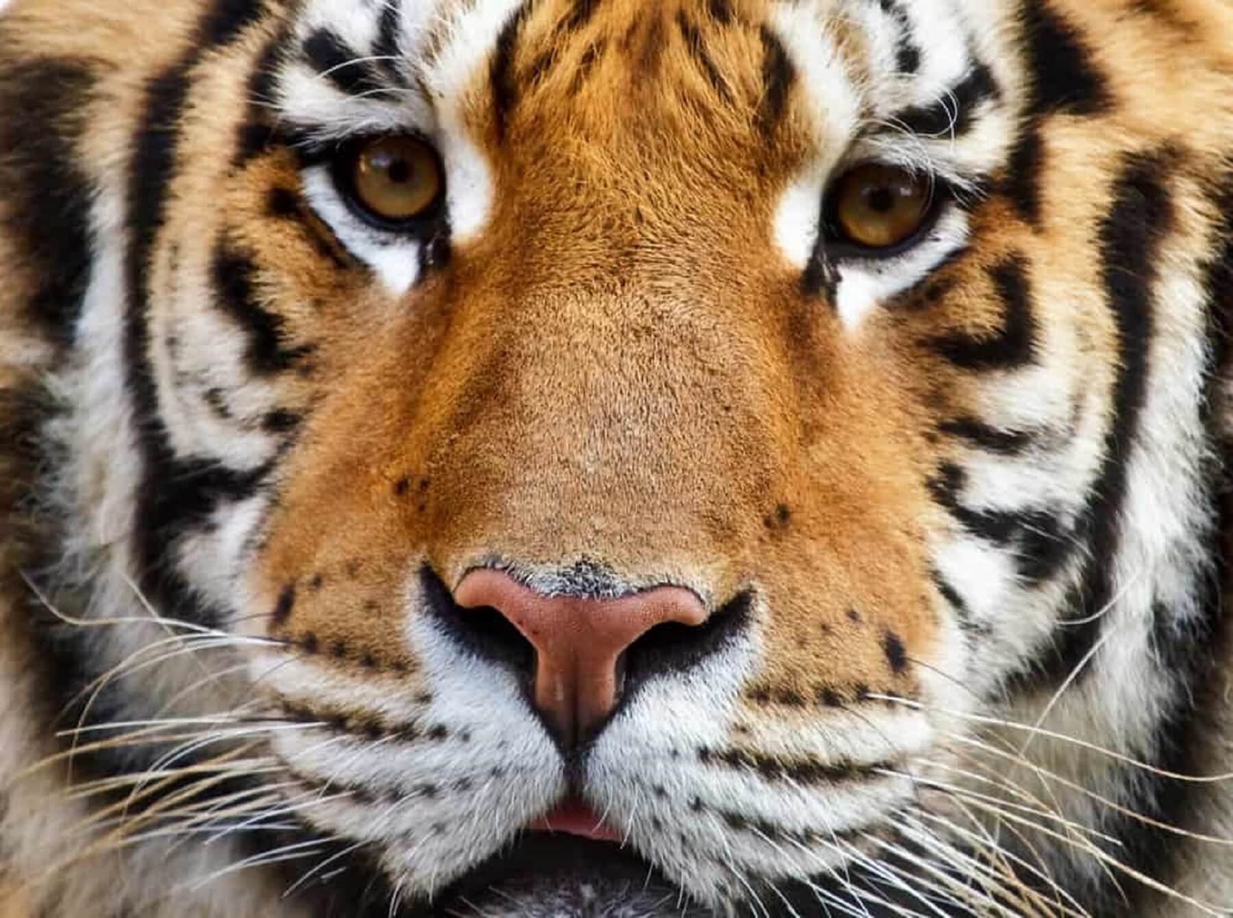 face_of_a_tiger