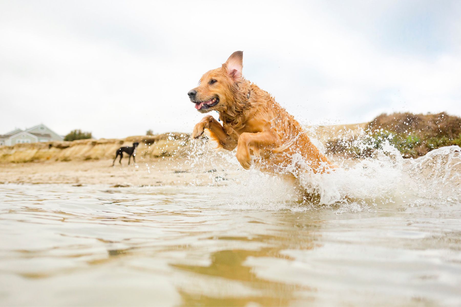 golden retriever jumping into the ocean